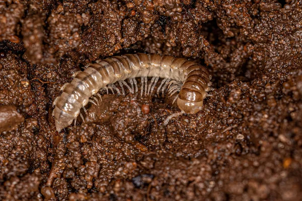 Petite Millipède Longue Bride Famille Des Paradoxosomatidae — Photo