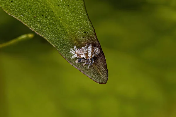 Pequeña Ninfa Típica Familia Cicadellidae —  Fotos de Stock