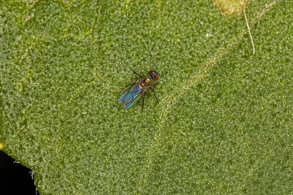 Ενηλίκων Long Poot Fly Family Dolichopodidae — Φωτογραφία Αρχείου