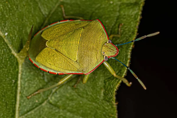 Adulto Green Stink Bug Espécie Chinavia Ubica — Fotografia de Stock