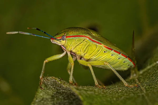 Bug Puant Vert Adulte Espèce Chinavia Ubica — Photo