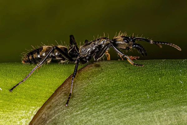 Ausgewachsene Ponerine Ameise Der Gattung Neoponera — Stockfoto