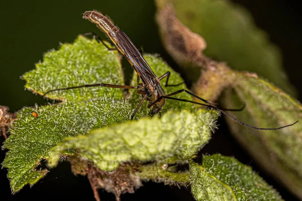 Дорослі Кусають Midge Family Chironomidae — стокове фото