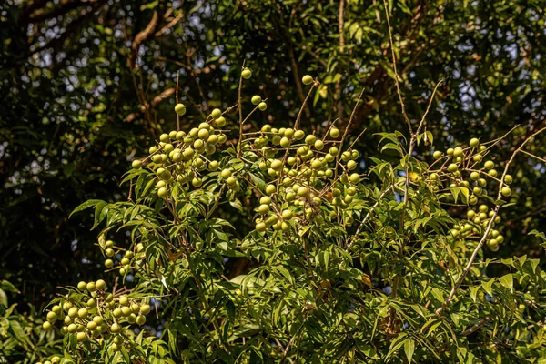 Wingleaf Soapberry Фрукти Виду Sapindus Saponaria Селективним Фокусом — стокове фото