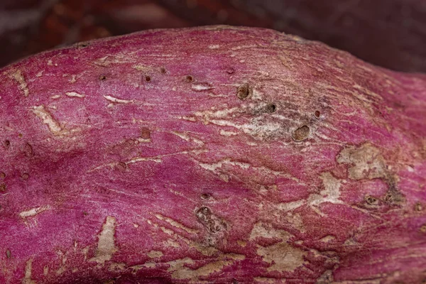 Buracos Que São Danos Causados Por Insetos Perfuradores Batata Doce — Fotografia de Stock