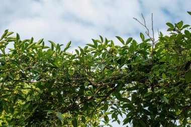 İncir ağacının anjiosperma ağacı.