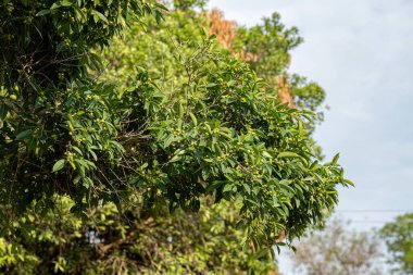 İncir ağacının anjiosperma ağacı.
