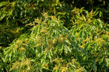 Small flowering branches of the mango fruit tree in closeup