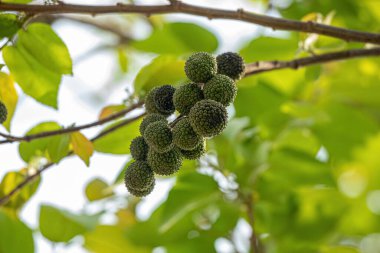 Guazuma ulmifolia türünün Batı Hindistan Elm Bitkisi