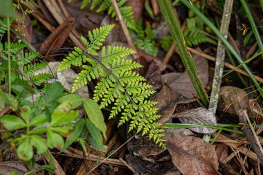 Gümüş Sırtlı Fern Yaprakları Pityrogramma cinsinden