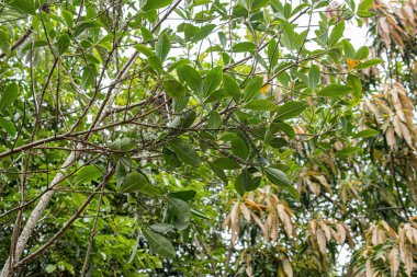Myrsine cinsinden Colicwood Angiosperm Ağacı