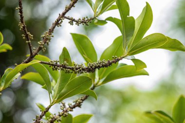 Myrsine cinsinden Colicwood Angiosperm Ağacı