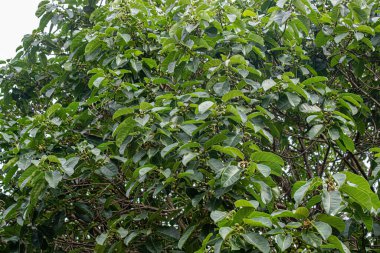 İncir ağacının anjiosperma ağacı.