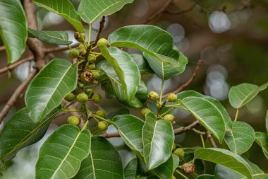 İncir ağacının anjiosperma ağacı.