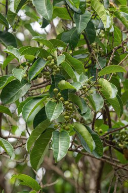 İncir ağacının anjiosperma ağacı.