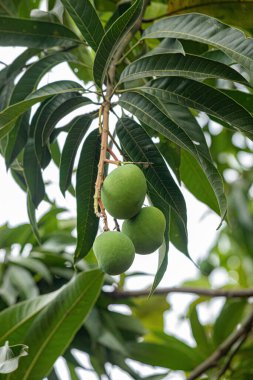 Mangifera indica meyveli mango ağacı.