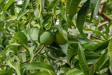 Mangifera indica meyveli mango ağacı.