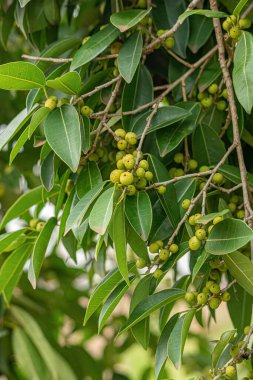 İncir ağacının anjiosperma ağacı.
