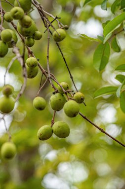 Mangaba denilen meyveli ağaç seçici odaklı Hancornia Specosa türü.