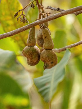 Seçici odaklı Anacardium batısında yaşayan türlerin kaju meyvesi.