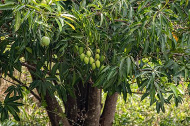 Mangifera indica meyveli mango ağacı.