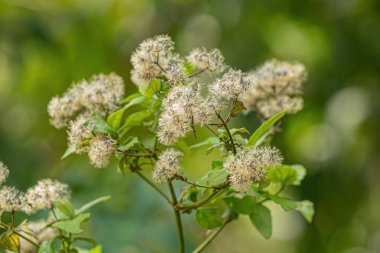 Asteraceae ailesinin Angiorperm Bitkisi Çiçekleri