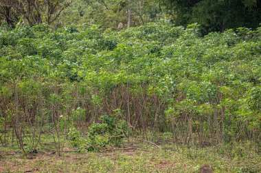 Türünün çeşitli Cassava Bitkileri Manihot esculenta