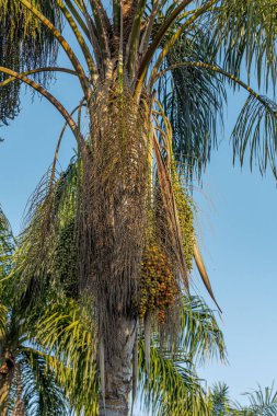 Syagrus Romanzoffiana türünün Kraliçe Palmiye Ağacı
