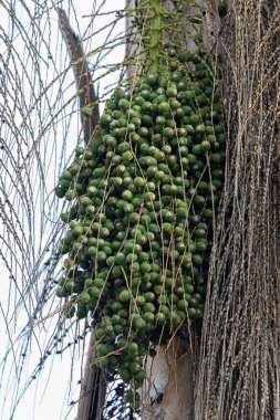 Syagrus Romanzoffiana türünün Kraliçe Palmiye Ağacı
