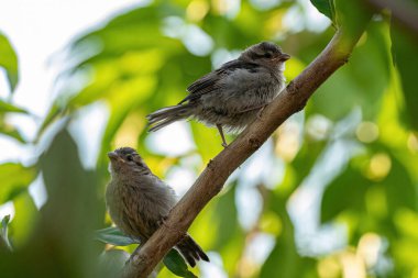 Passer domesticus türünün Küçük Ev Serçesi