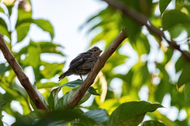 Passer domesticus türünün Küçük Ev Serçesi
