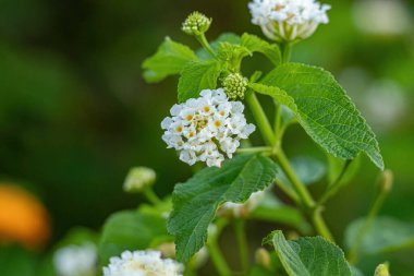 Genel Lantana 'nın Beyaz Çiçeği seçici odaklı Lantana Camara türü.