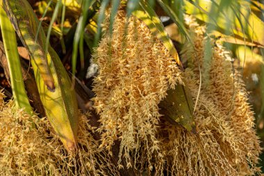 Pigme Date Palm türü Phoenix roebelenii