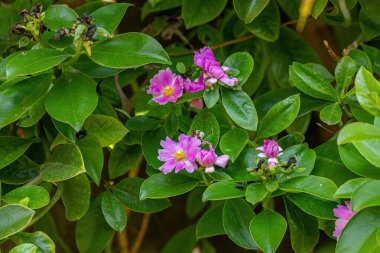 Pereskia grandifolia türünün gül kaktüsü çiçeği