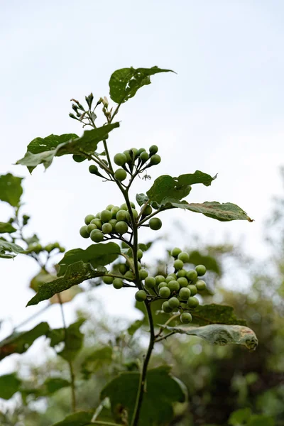 Kwitnąca Roślina Gatunku Solanum Paniculatum Powszechnie Znana Jako Jurubeba Nightshade — Zdjęcie stockowe