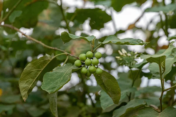 Flowering Plant Species Solanum Paniculatum Commonly Known Jurubeba Nightshade Common — Stock Photo, Image