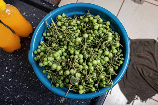 Pequenos Frutos Jurubeba Verdes Coletados Recipiente Azul — Fotografia de Stock