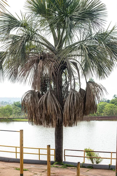 Moriche Palmboom Van Soort Mauritia Flexuosa — Stockfoto