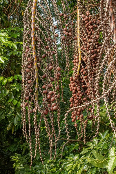 Buriti palmiyesinin seçici odaklı kırmızı meyveleri