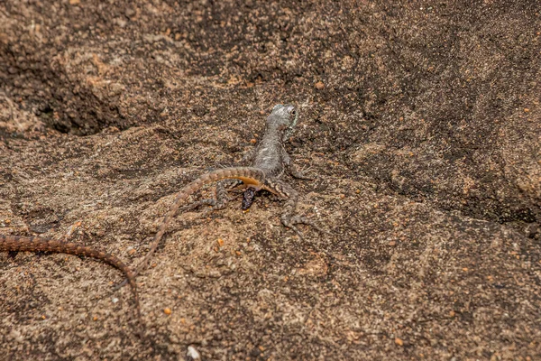 Pequeno Lagarto Terrestre Género Tropidurus Que Defeca — Fotografia de Stock