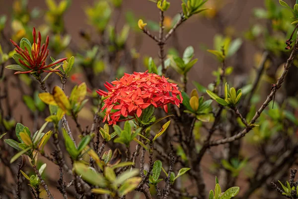 Jungle Flame Plant Flower Species Ixora Coccinea — Stock Photo, Image