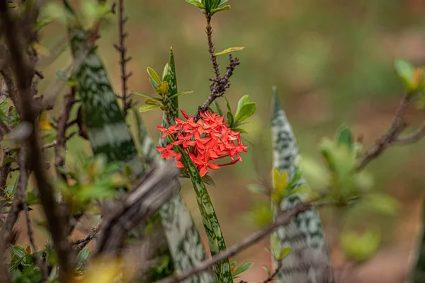Roślina Płomień Dżungli Kwiat Gatunku Ixora Coccinea — Zdjęcie stockowe