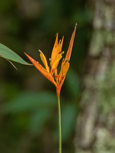 Floraison Angiosperme Plante Espèce Heliconia Hirsuta — Photo