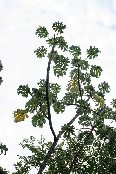 Φύλλα Φυτών Του Είδους Cecropia Pachystachya — Φωτογραφία Αρχείου