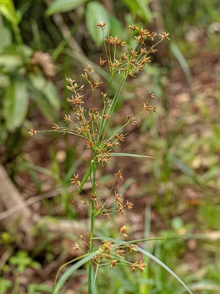 Семена Angiorperm Plant Семейства Cyperaceae — стоковое фото