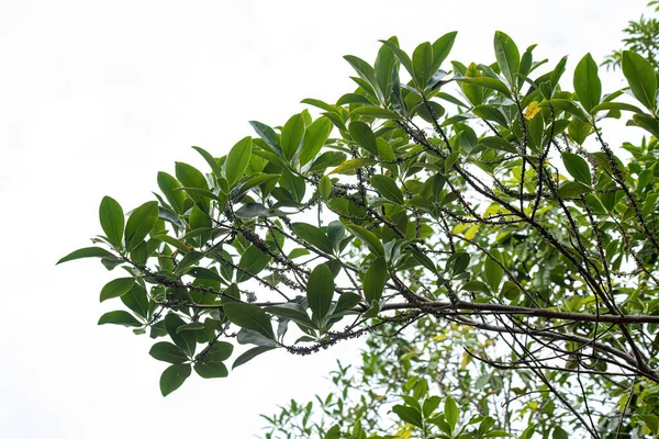 Colicwood Angiosperm Tree Genus Myrsine — Stock Photo, Image