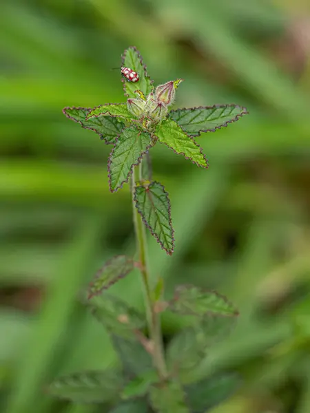 Małe Angiosperm Roślin Rodziny Malvaceae — Zdjęcie stockowe