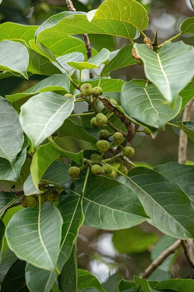 Angiosperm Fig Tree Genus Ficus — Stock Photo, Image