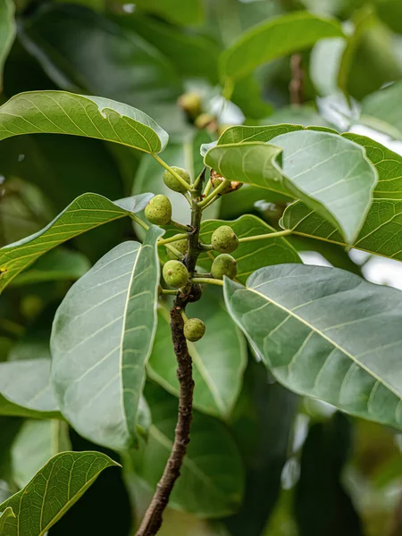 Angiosperm Fig Tree Genus Ficus — Stock Photo, Image