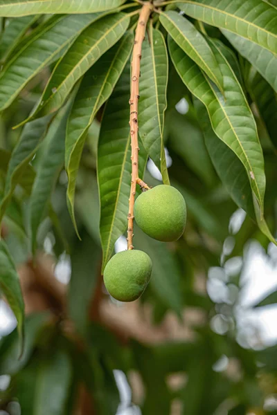Mango tree of the species Mangifera indica with fruits